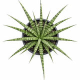 Top view of Sansevieria 'Fernwood' snake plant in a pot, showing slender green cylindrical leaves with light green bands radiating outward on a white background.