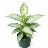 Aglaonema ‘Silver Bay’ – Chinese Evergreen
