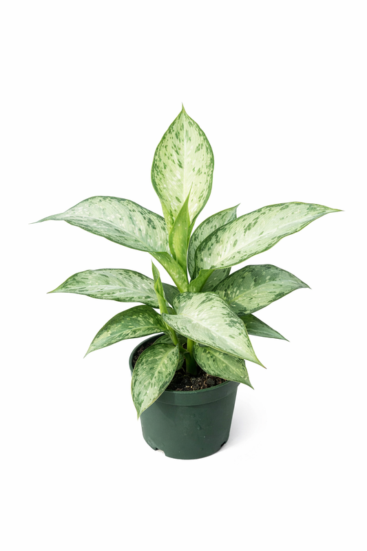 Aglaonema ‘Silver Bay’ – Chinese Evergreen