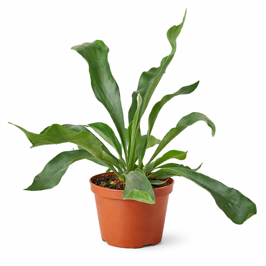 Potted staghorn fern with long green fronds radiating outward in a terracotta pot on a white background.