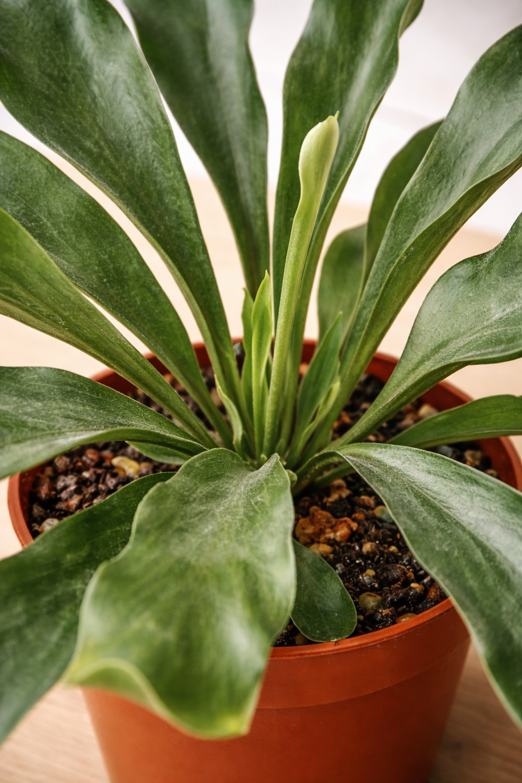 Close-up view of a staghorn fern in a terracotta pot, showing its large green antler-like fronds.