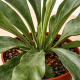Close-up view of a staghorn fern in a terracotta pot, showing its large green antler-like fronds.
