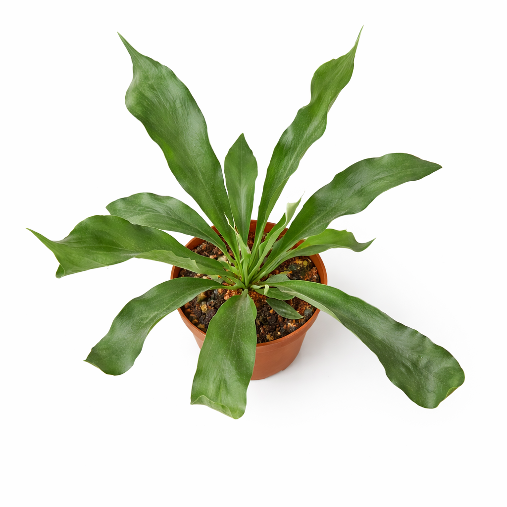 Overhead view of a staghorn fern in a terracotta pot on a white background, displaying its large green fronds.
