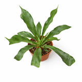 Overhead view of a staghorn fern in a terracotta pot on a white background, displaying its large green fronds.
