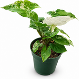 Syngonium Albo Bright White