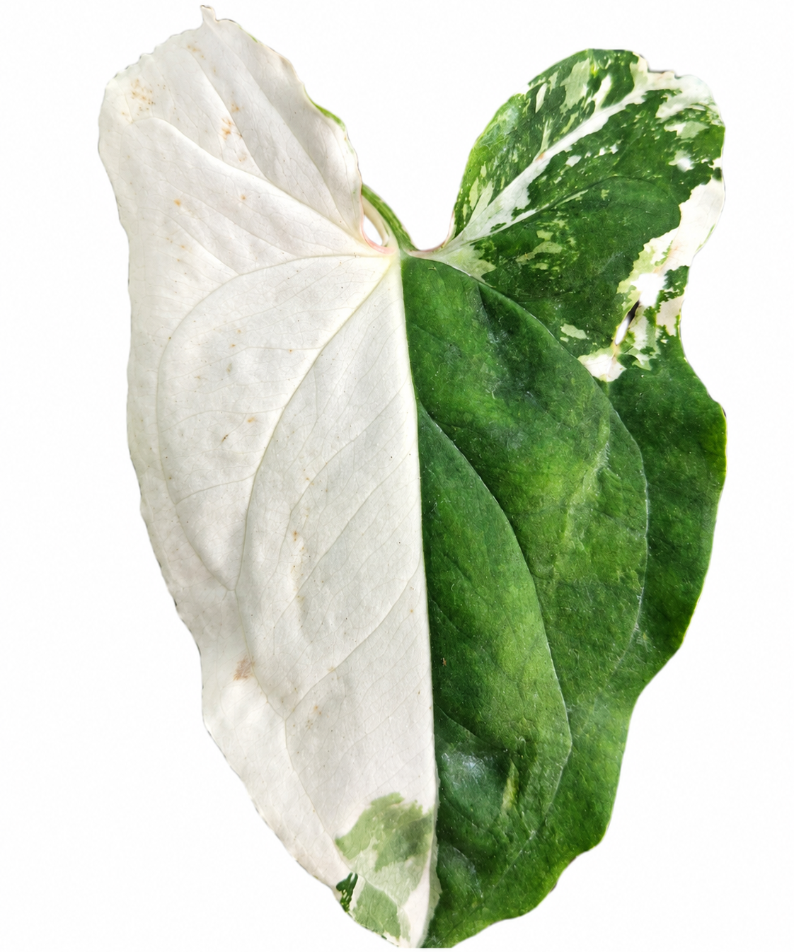Syngonium Albo Bright White