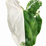 Syngonium Albo Bright White