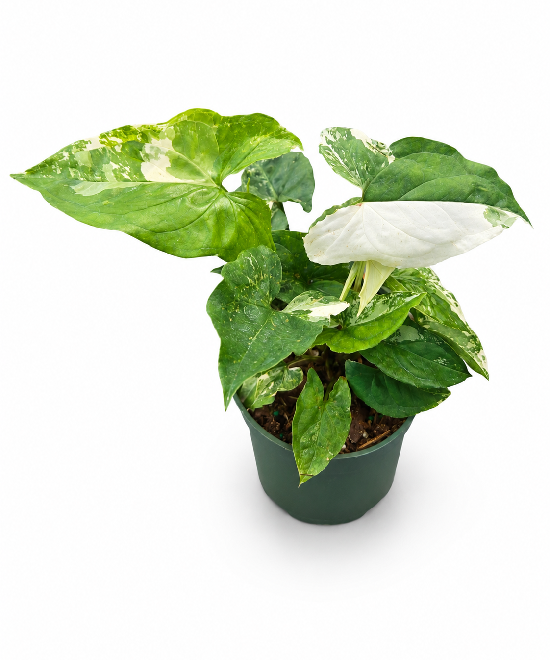 Syngonium Albo Bright White