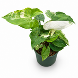 Syngonium Albo Bright White