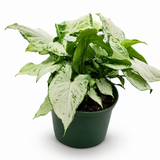 Syngonium Holly M