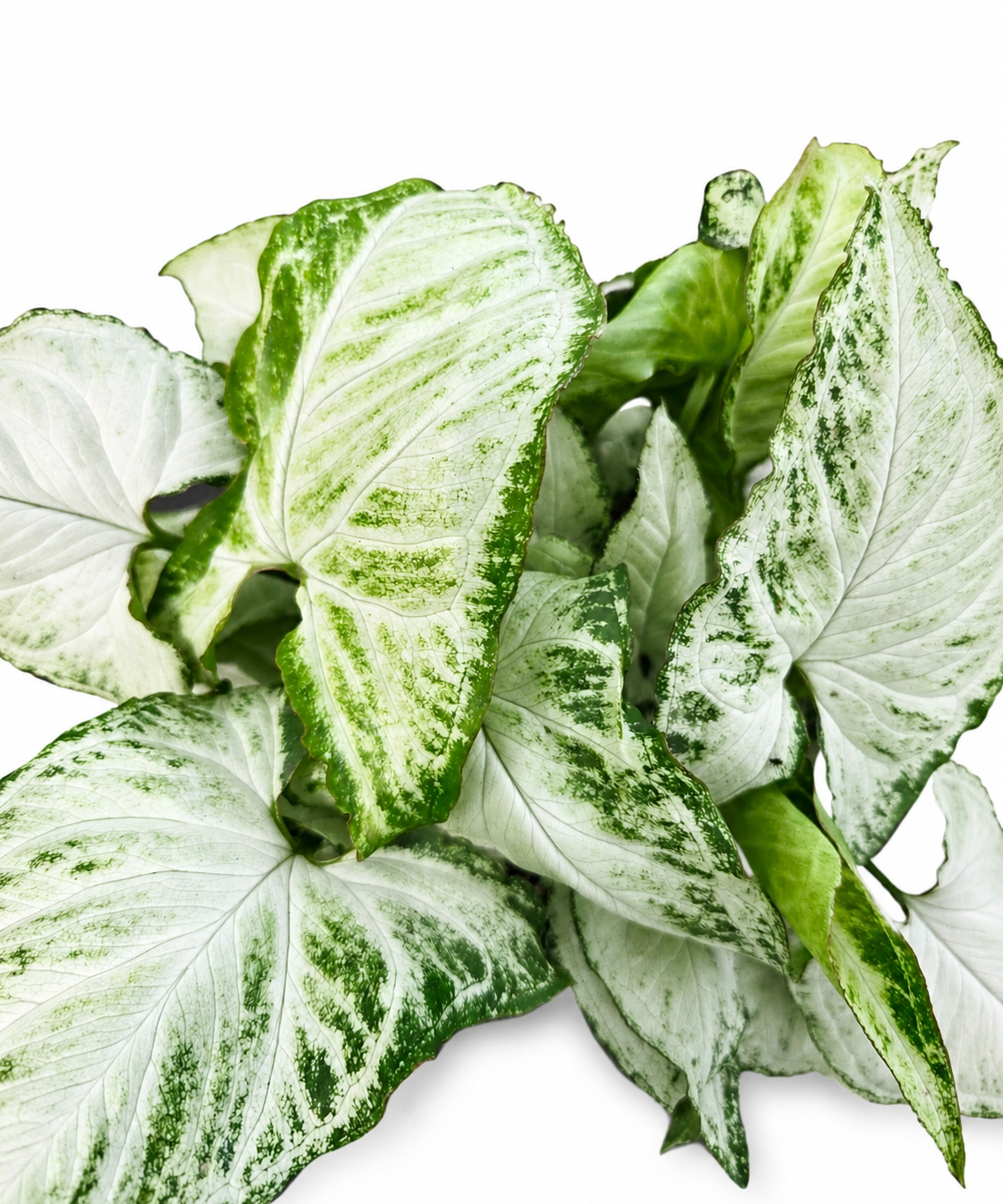 Syngonium Holly M