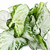 Syngonium Holly M