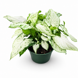 Syngonium Holly M