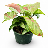 Syngonium Pink Confetti