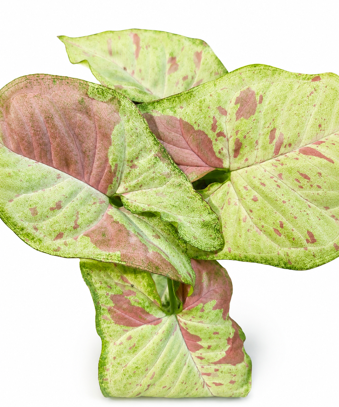 Syngonium Pink Confetti