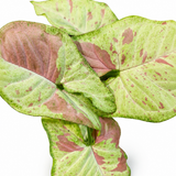 Syngonium Pink Confetti