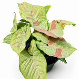 Syngonium Pink Confetti