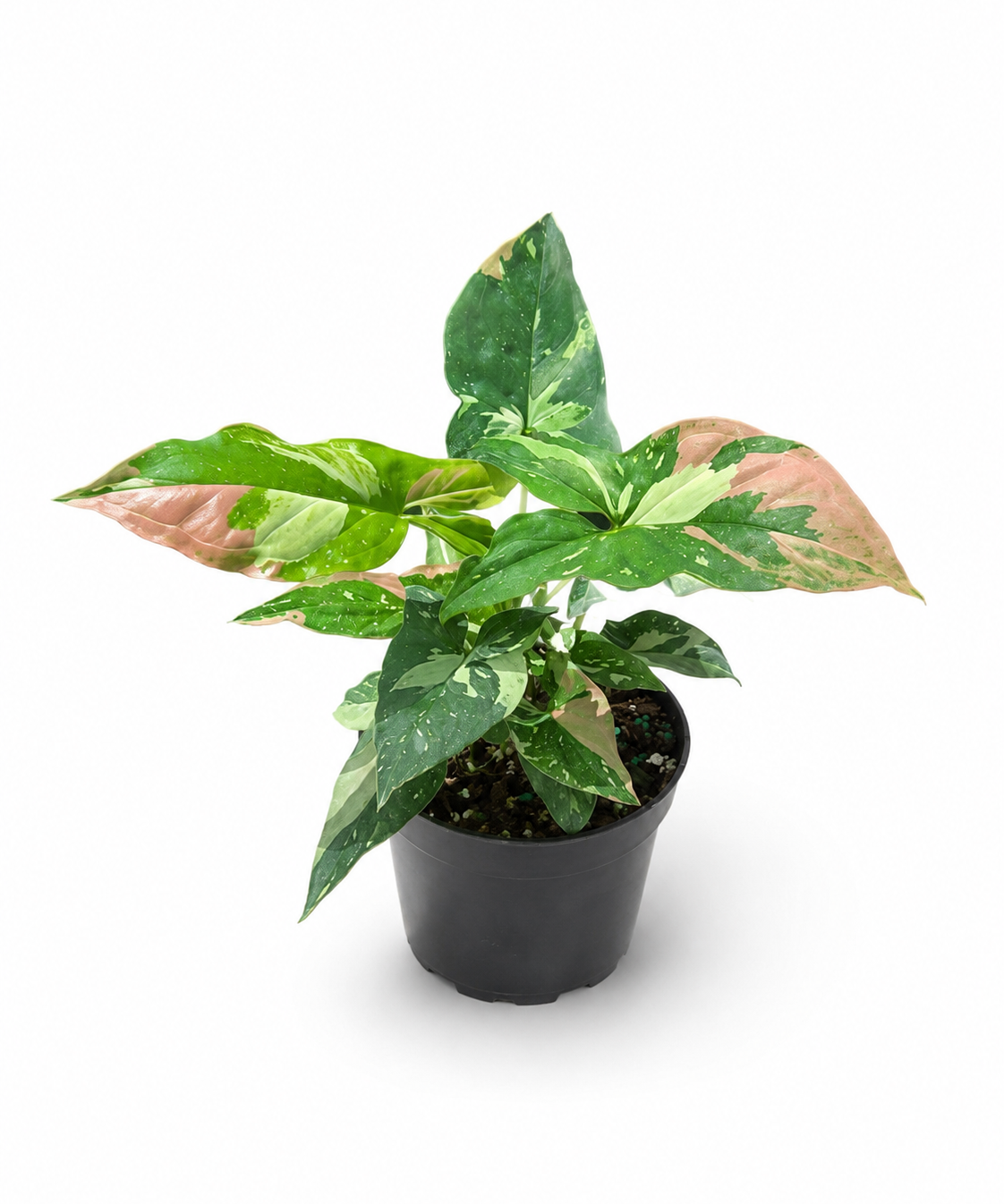 Syngonium Tricolor