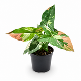 Syngonium Tricolor