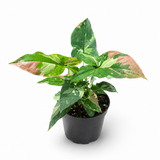 Syngonium Tricolor