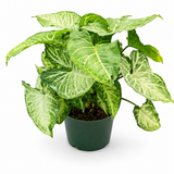 Syngonium White Butterfly