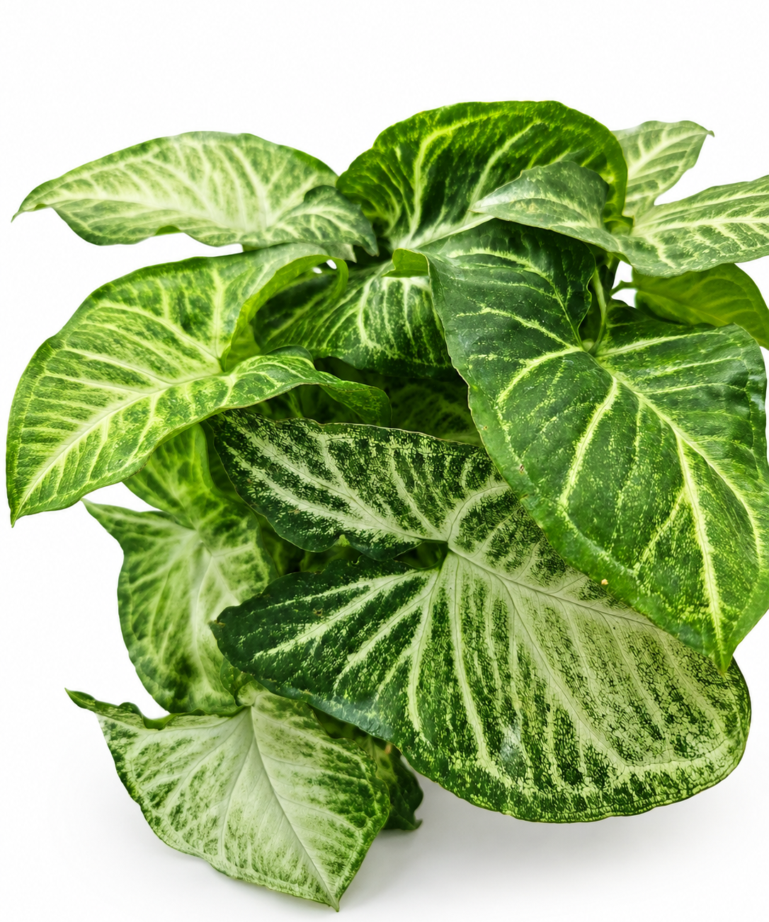 Syngonium White Butterfly