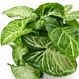 Syngonium White Butterfly