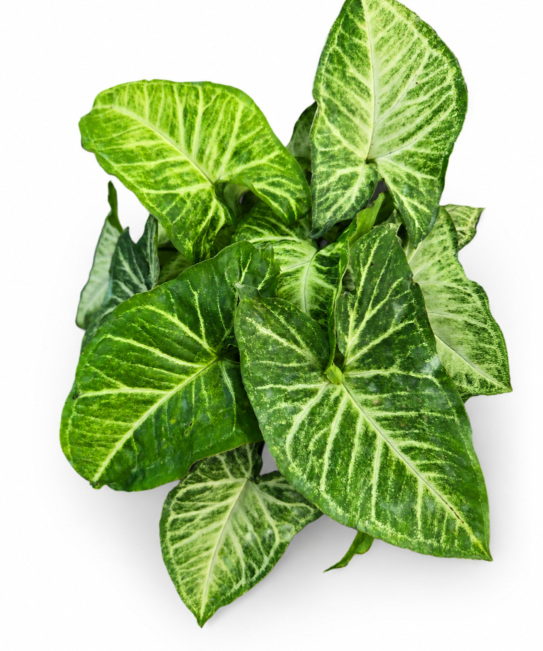 Syngonium White Butterfly