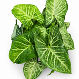 Syngonium White Butterfly