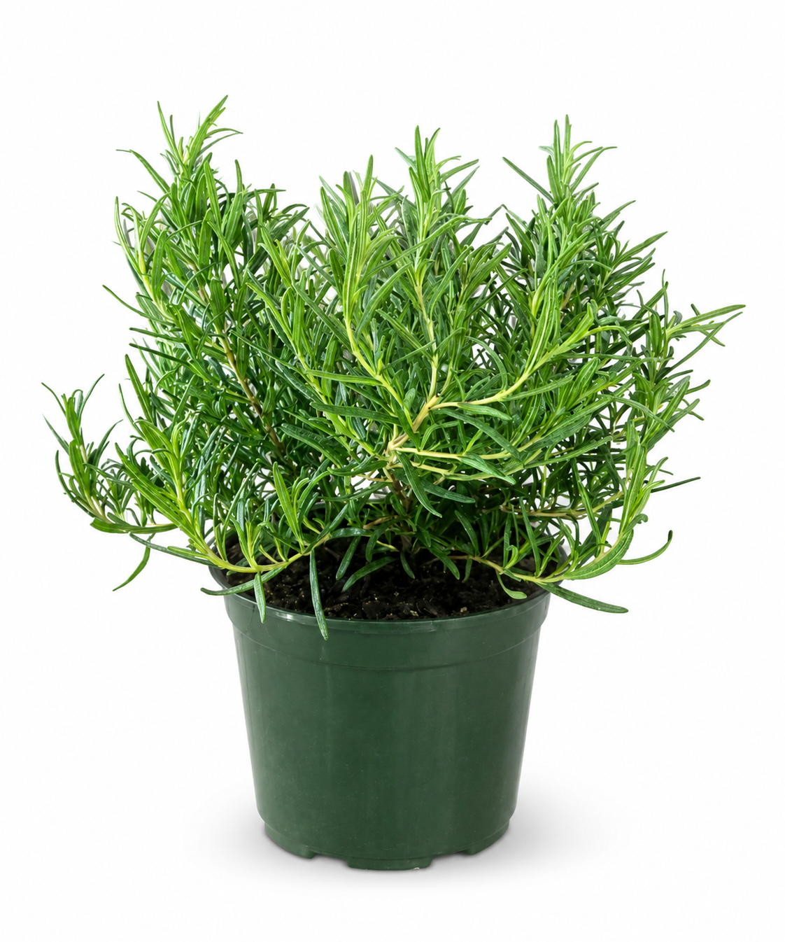 Tuscan Blue Rosemary Herb