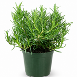 Tuscan Blue Rosemary Herb