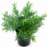 Tuscan Blue Rosemary Herb