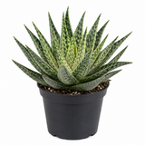 Aloe Delta Lights