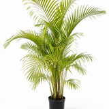 Areca Palm