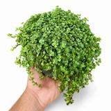 Pilea Baby Tears