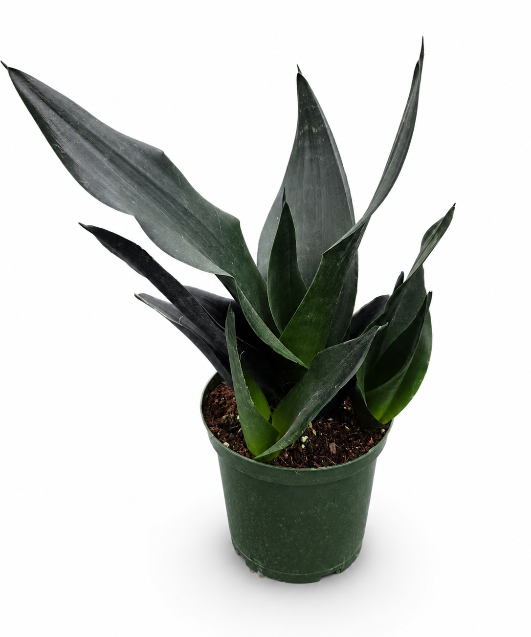 Sansevieria Black Dragon