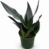 Sansevieria Black Dragon