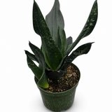 Sansevieria Black Dragon
