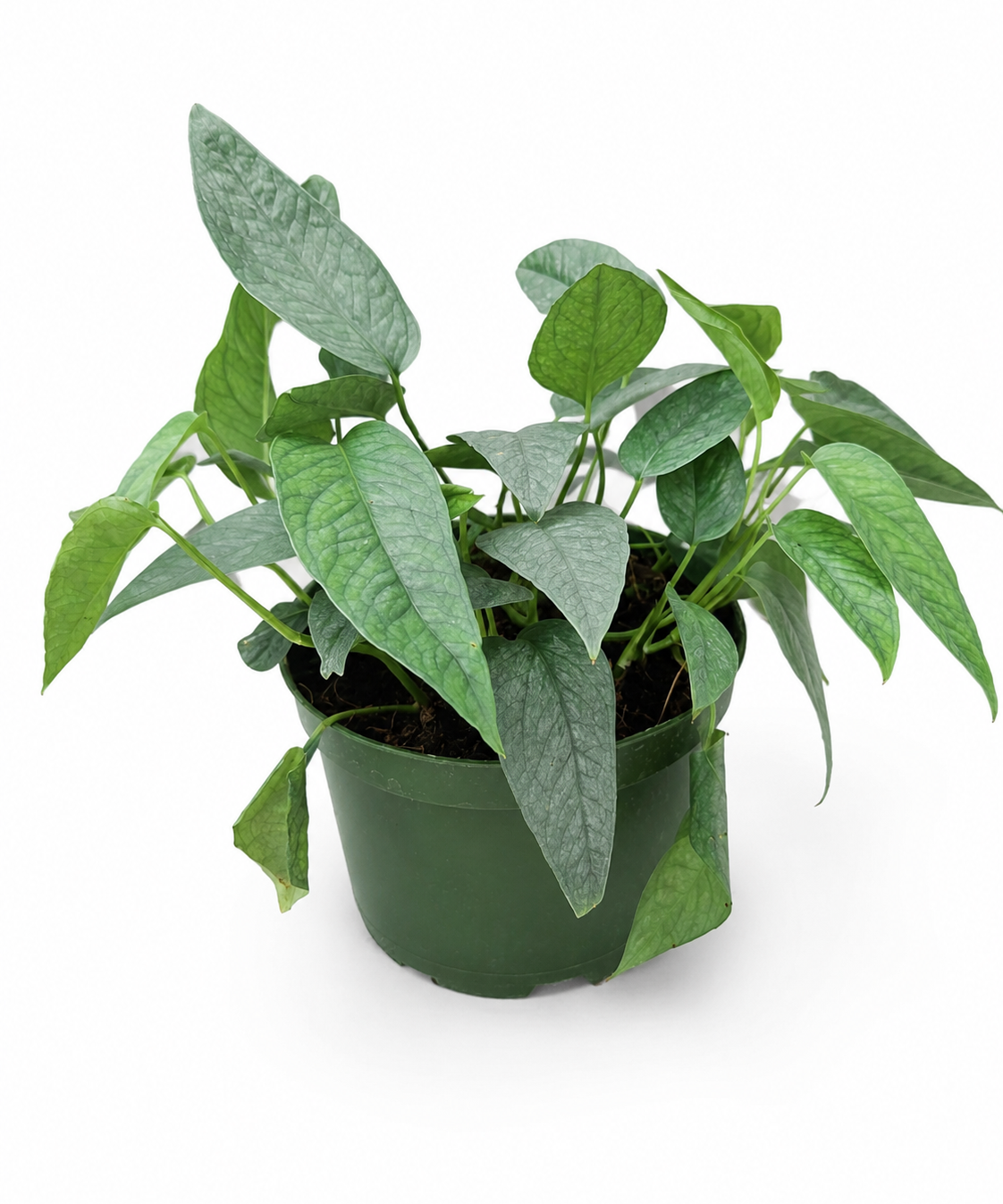 Cebu Blue Pothos