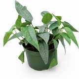 Cebu Blue Pothos