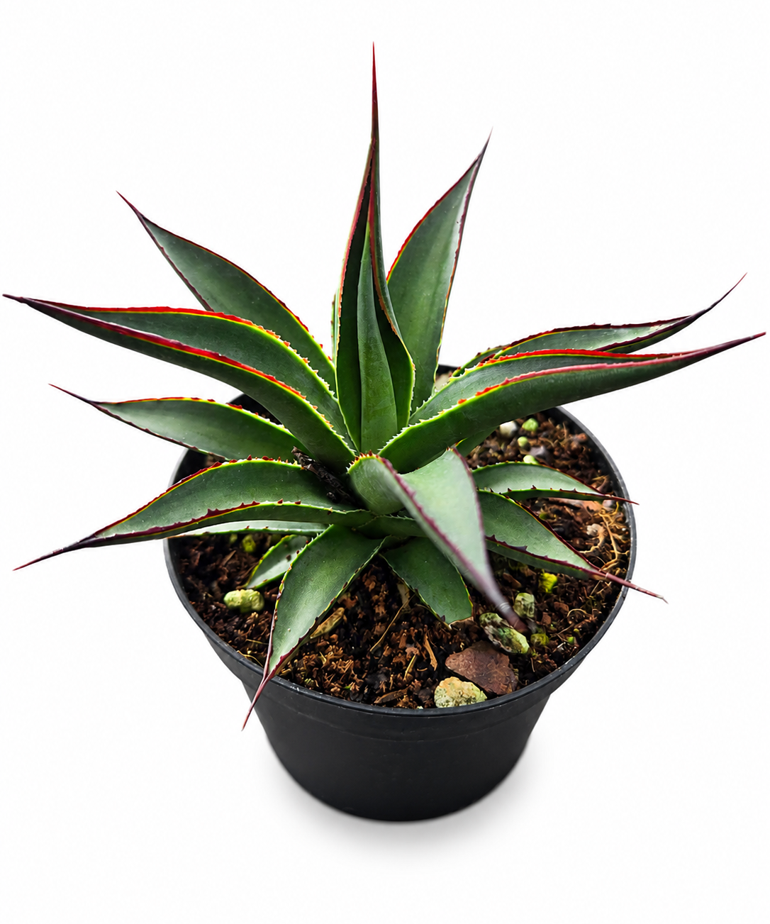 Aloe Blue Glow