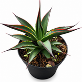 Aloe Blue Glow