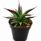 Aloe Blue Glow
