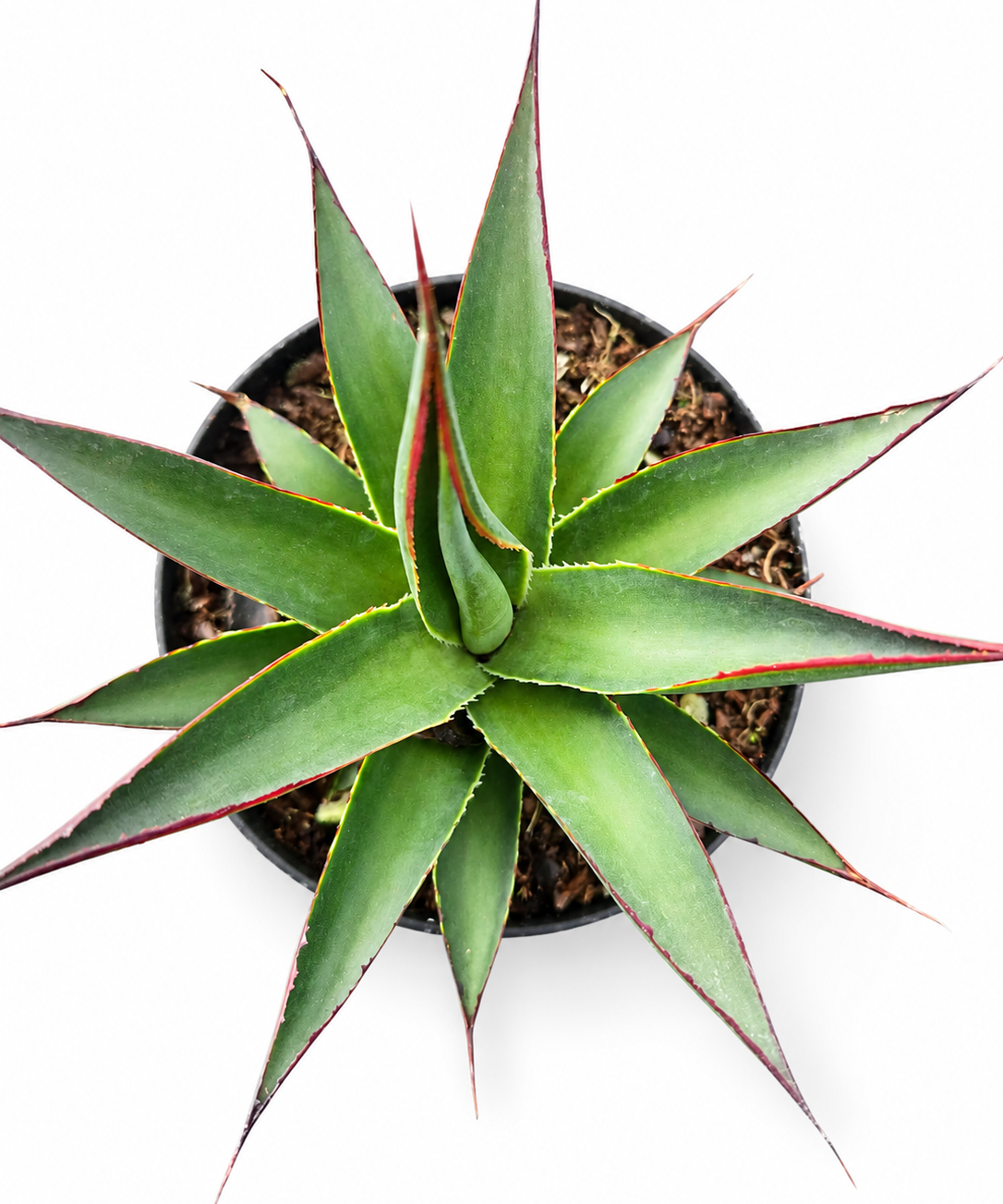 Aloe Blue Glow