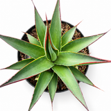 Aloe Blue Glow