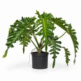 Philodendron ' Bob Cee'