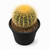Cactus Golden Barrel