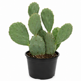 Opuntia Nopal