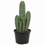 Myrtillocactus