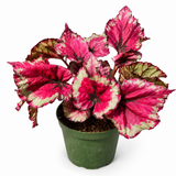 Begonia Rex Kotobuki
